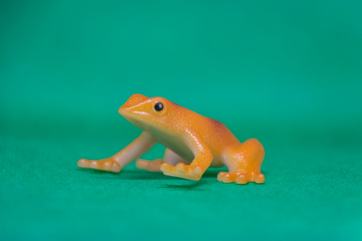 A small frog against a green background